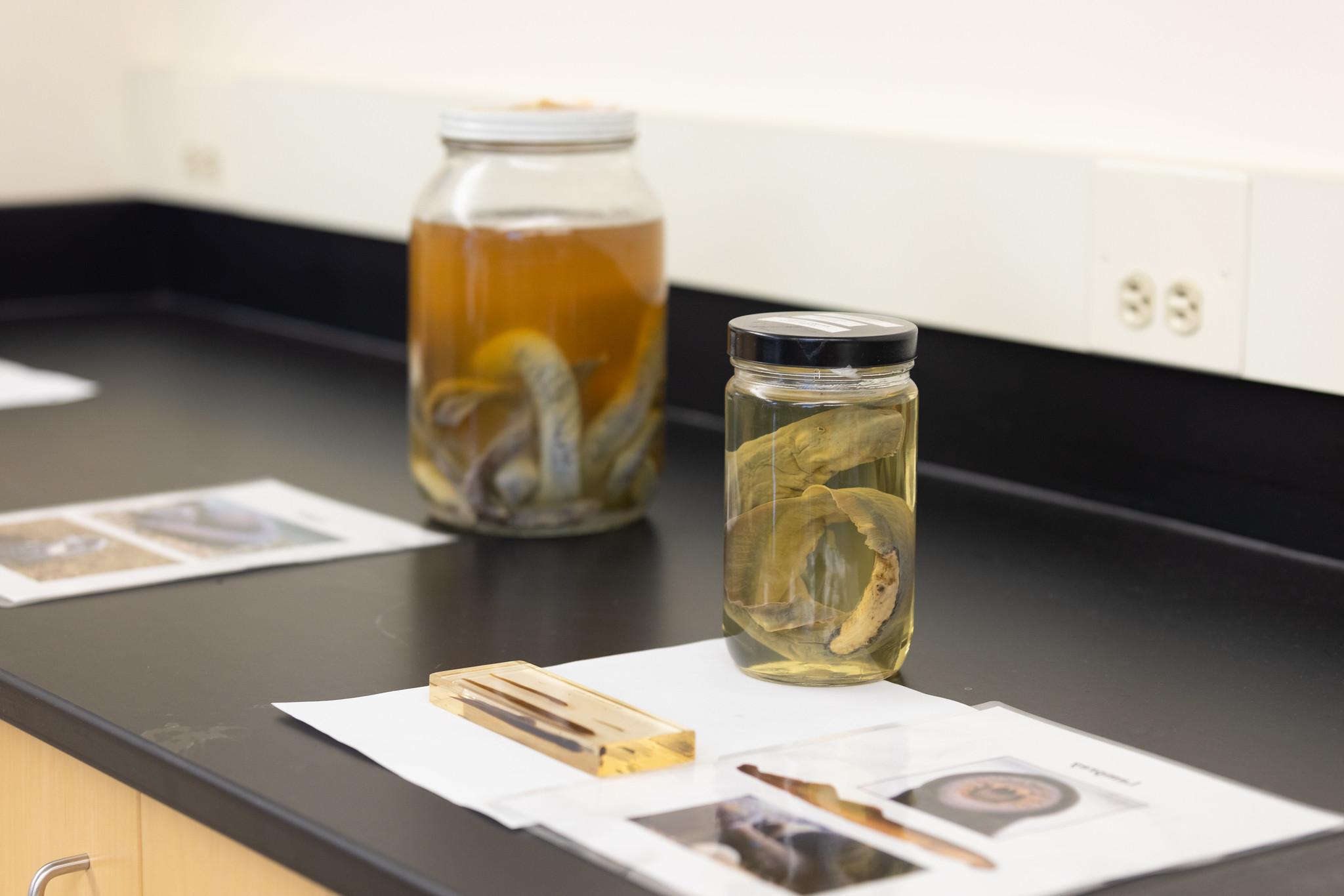 photo of a biology lab desk